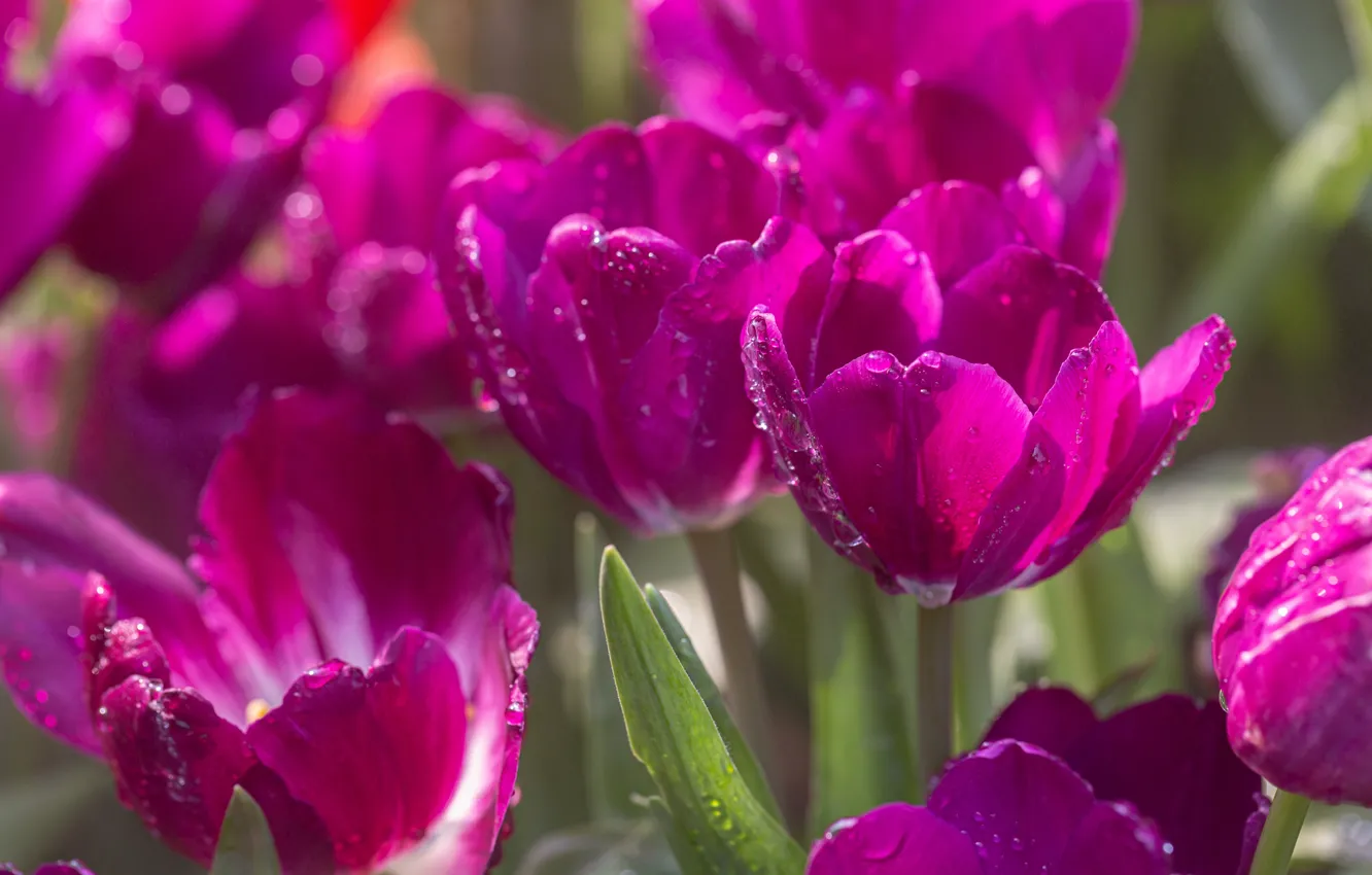 Photo wallpaper flowers, nature, tulips