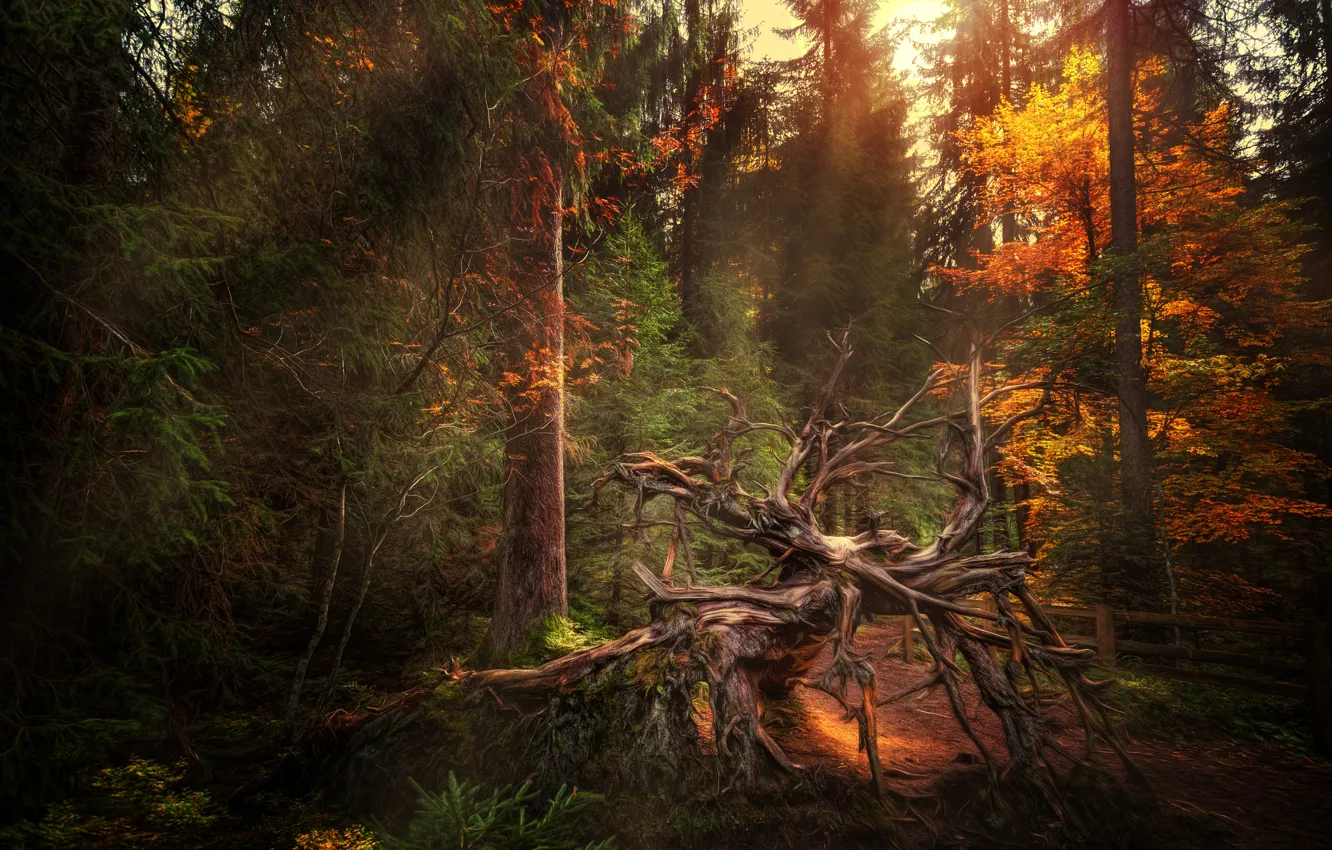 Photo wallpaper autumn, forest, treatment, snag, Uprooted