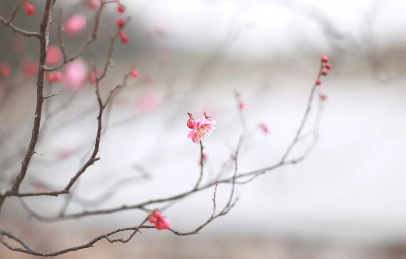 Photo wallpaper macro, cherry, sprig, pink, spring, Sakura