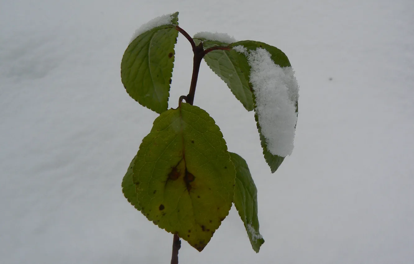 Photo wallpaper winter, snow, plant, homeland, Belarus, my photo