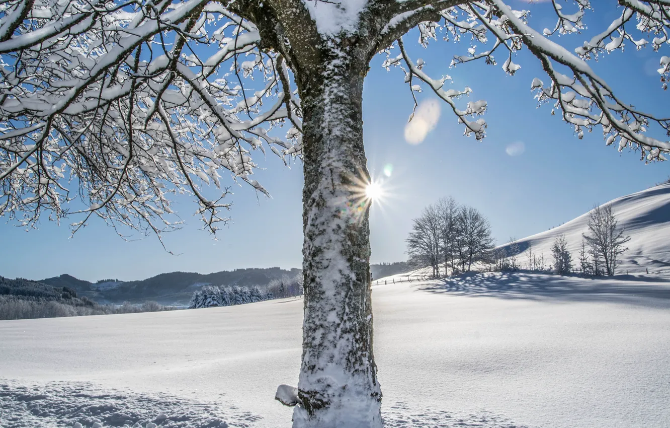 Photo wallpaper winter, frost, field, forest, the sky, the sun, light, snow