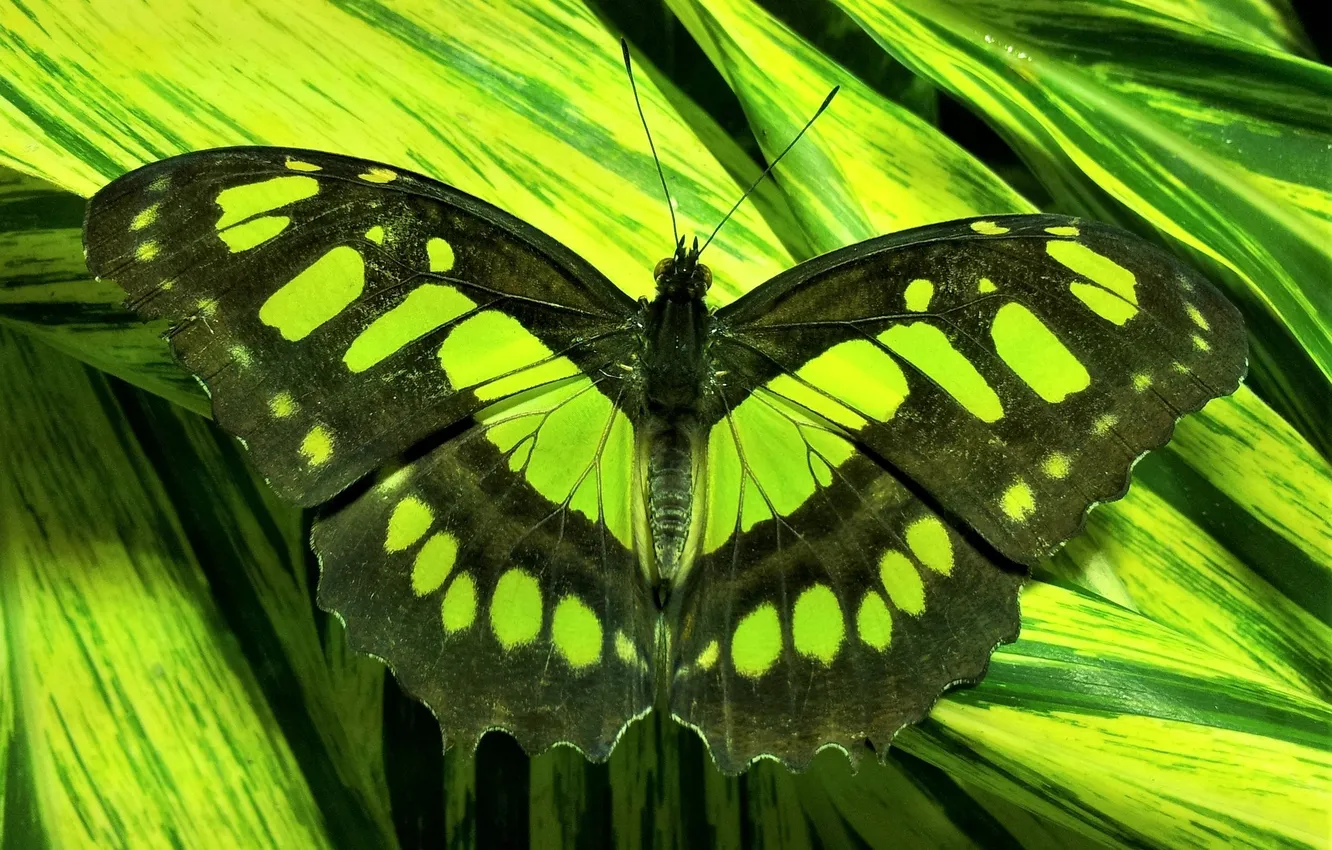 Photo wallpaper butterfly, insect, beautiful butterfly