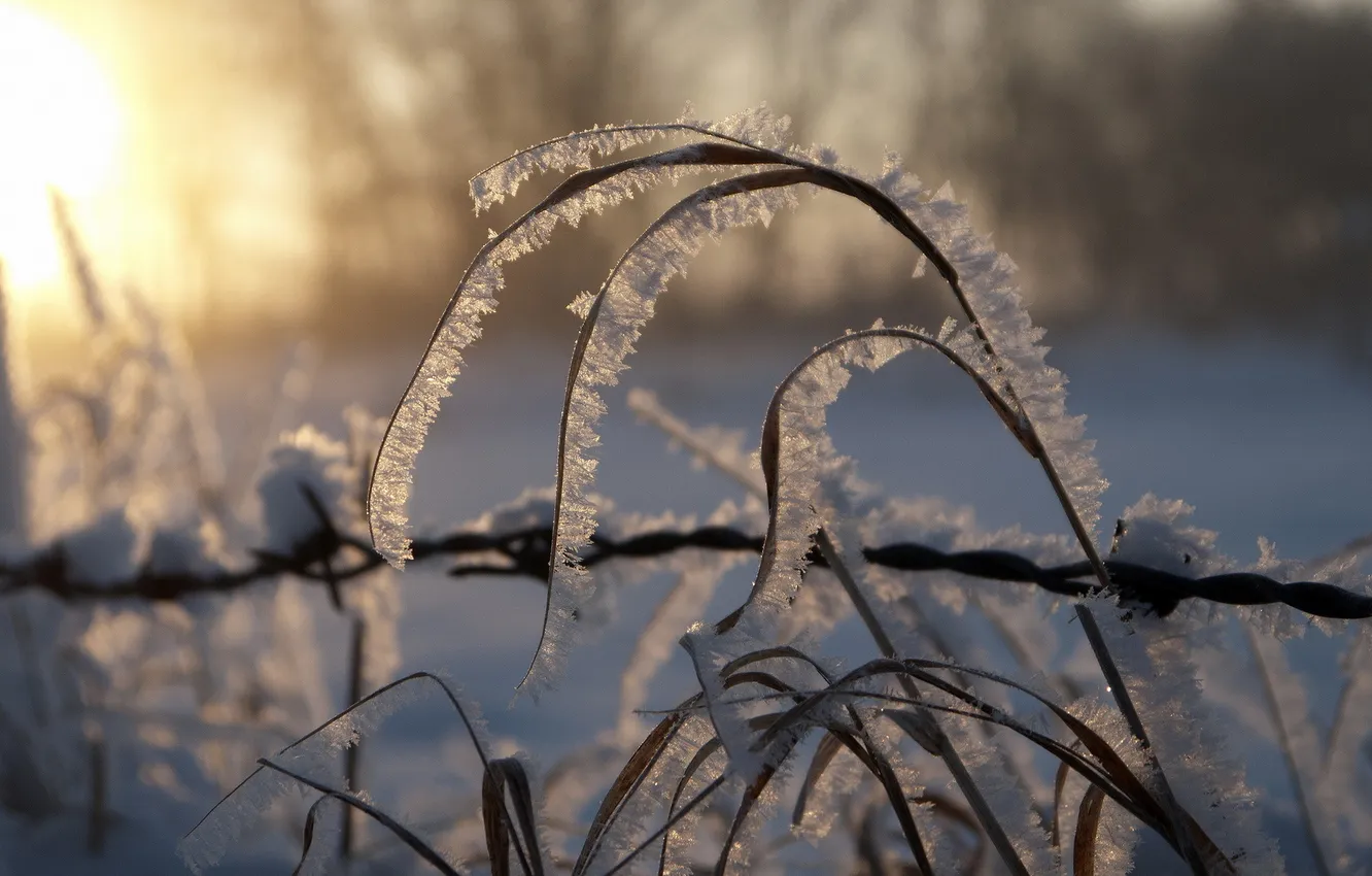 Photo wallpaper frost, sunset, nature, reed