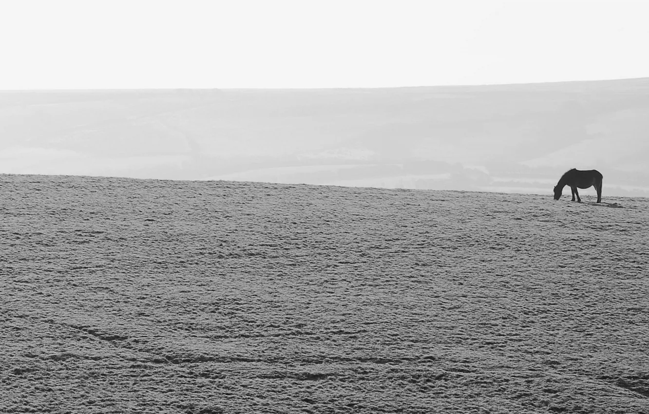 Photo wallpaper field, horse, minimalism