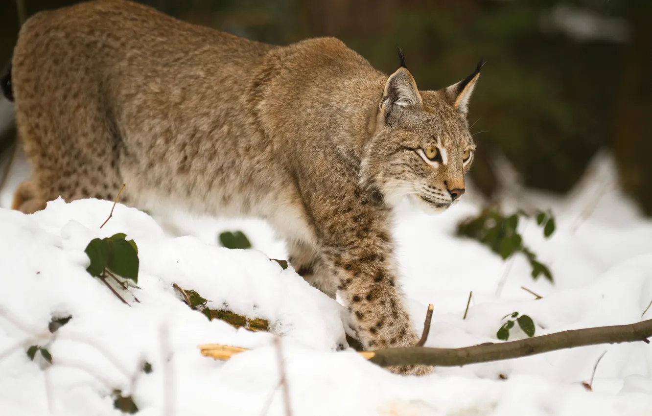 Photo wallpaper cat, snow, branches, lynx