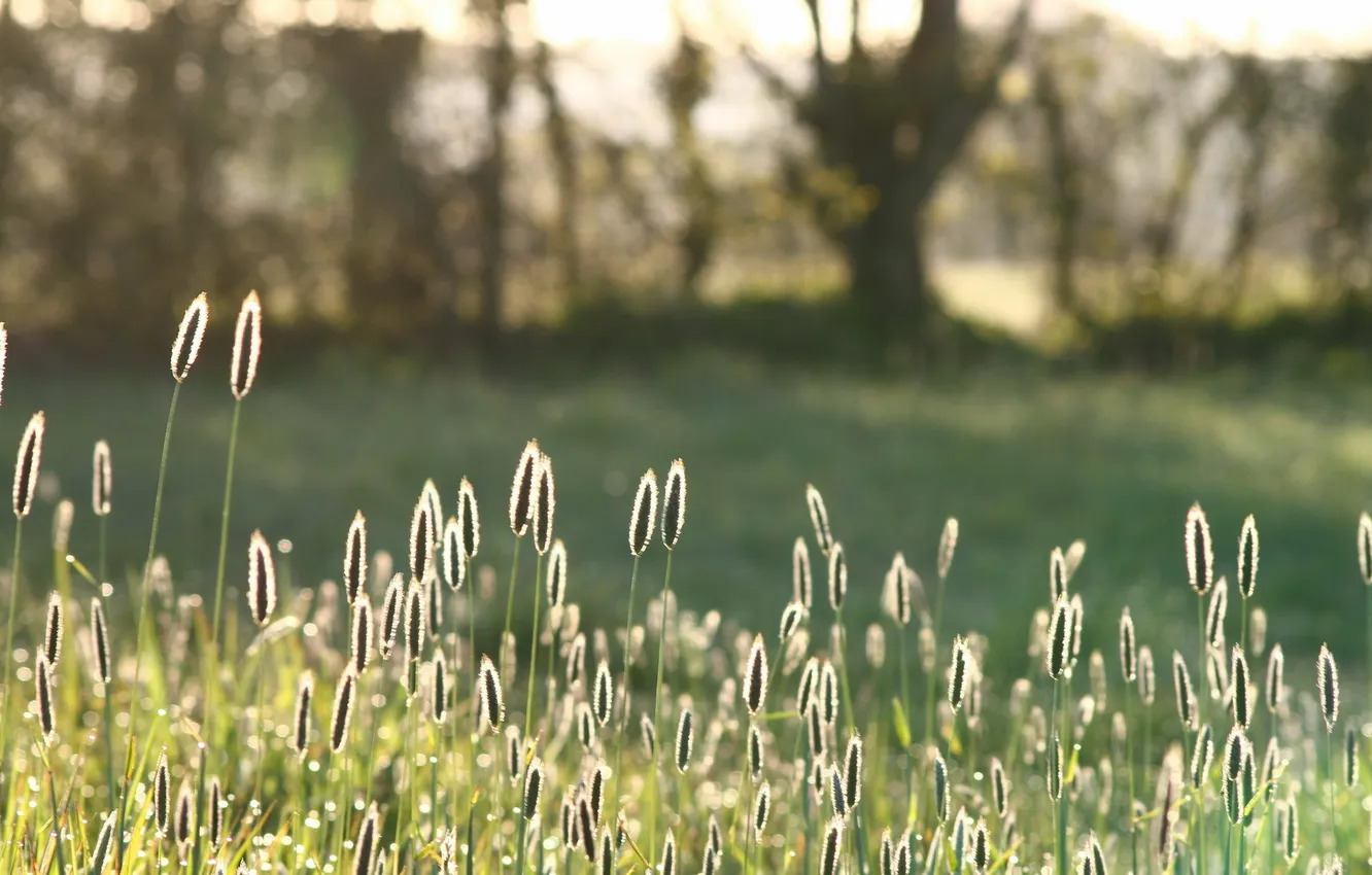 Photo wallpaper grass, nature, morning