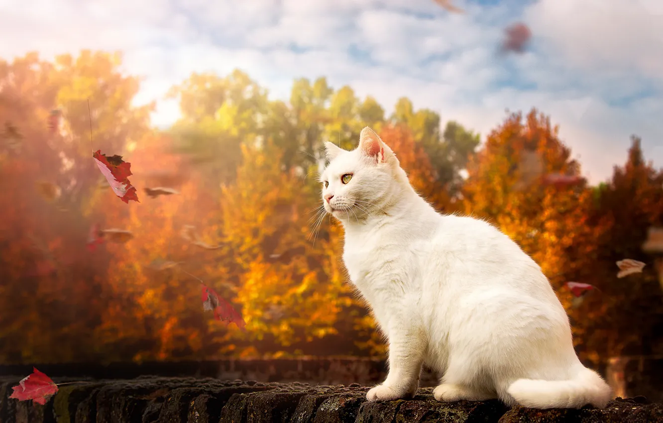 Photo wallpaper autumn, cat, leaves, white cat