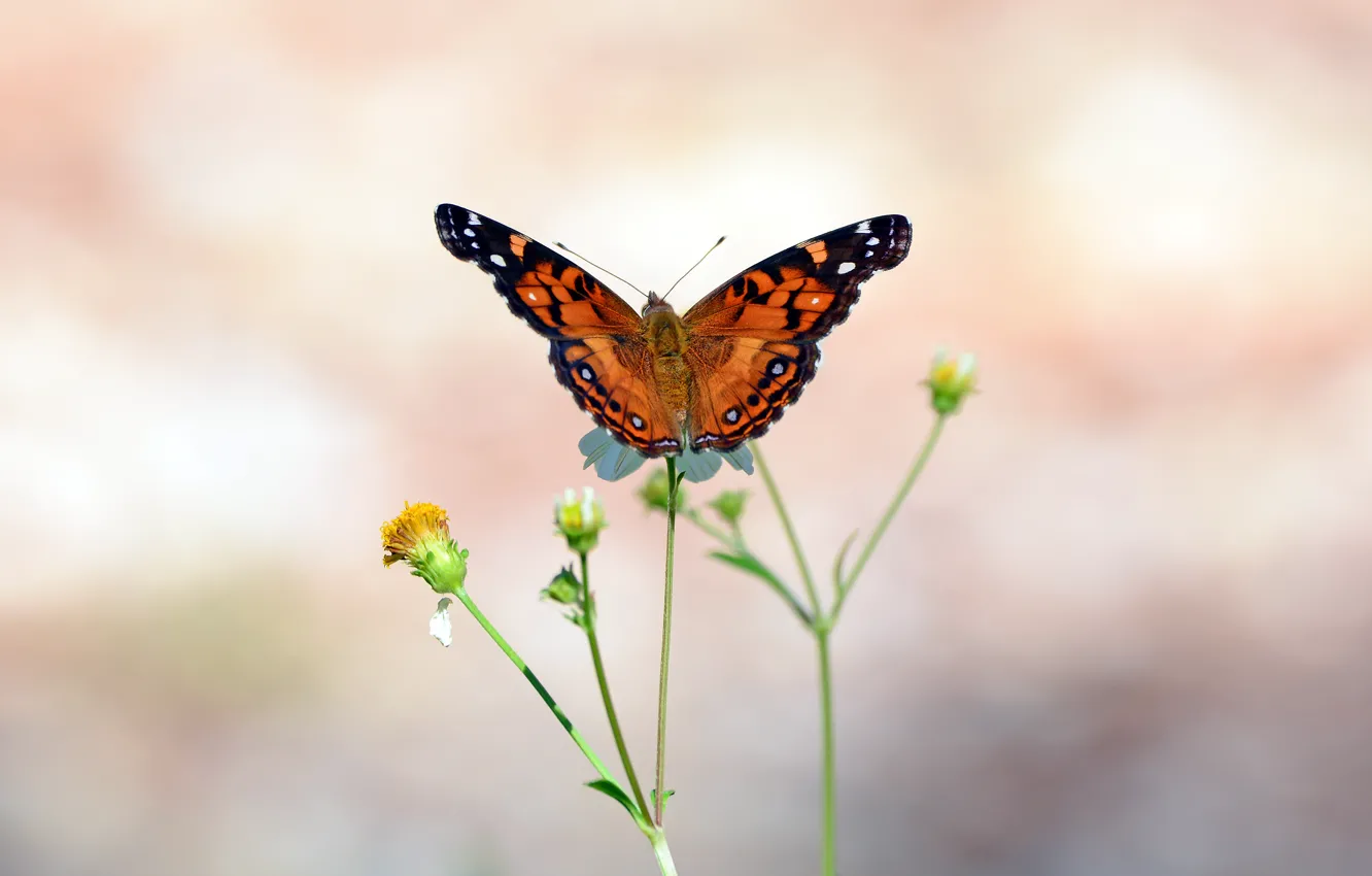 Photo wallpaper butterfly, wings, stem, buds, antennae, wings, butterfly, bokeh