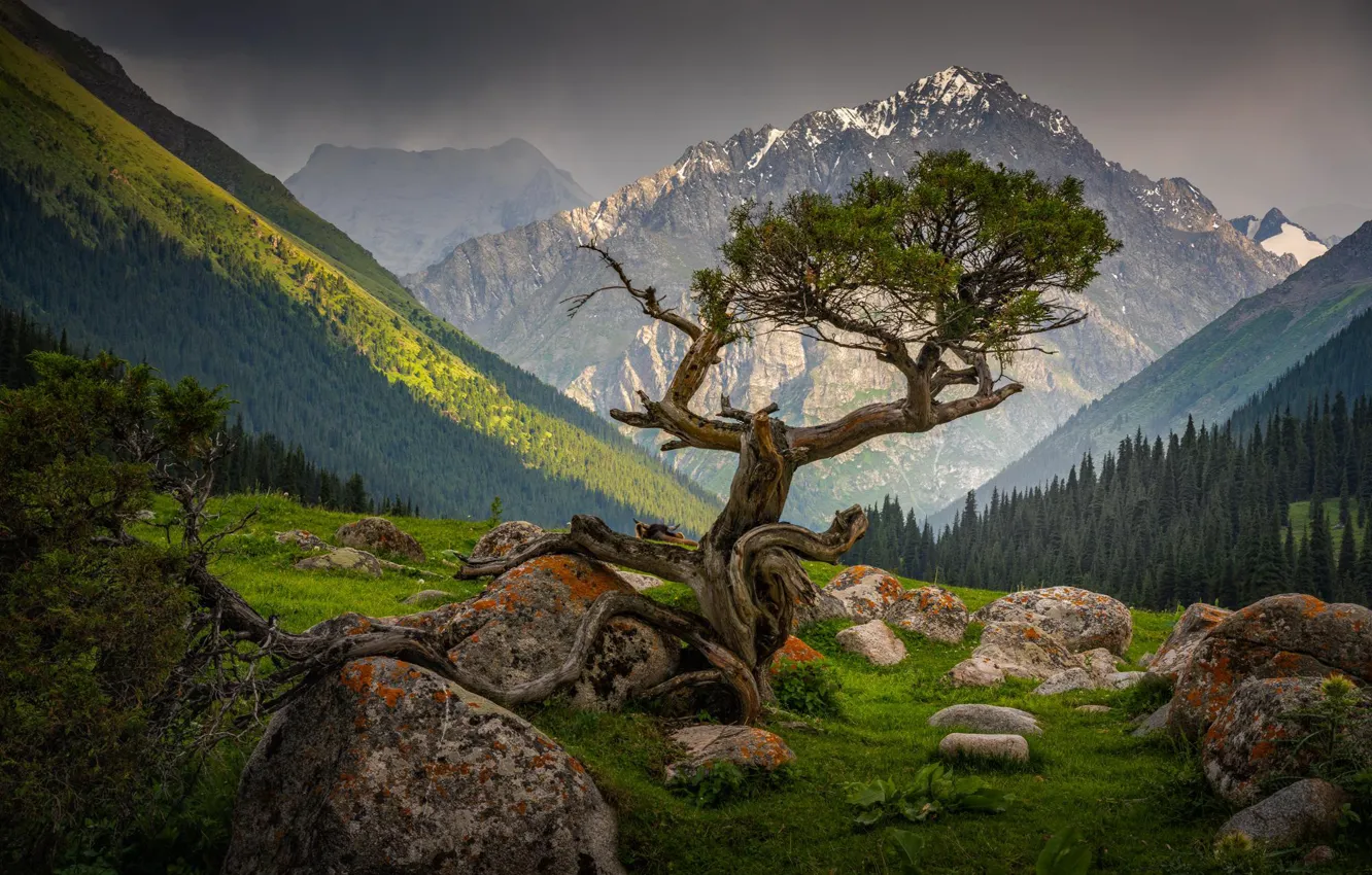Photo wallpaper trees, mountains, stones