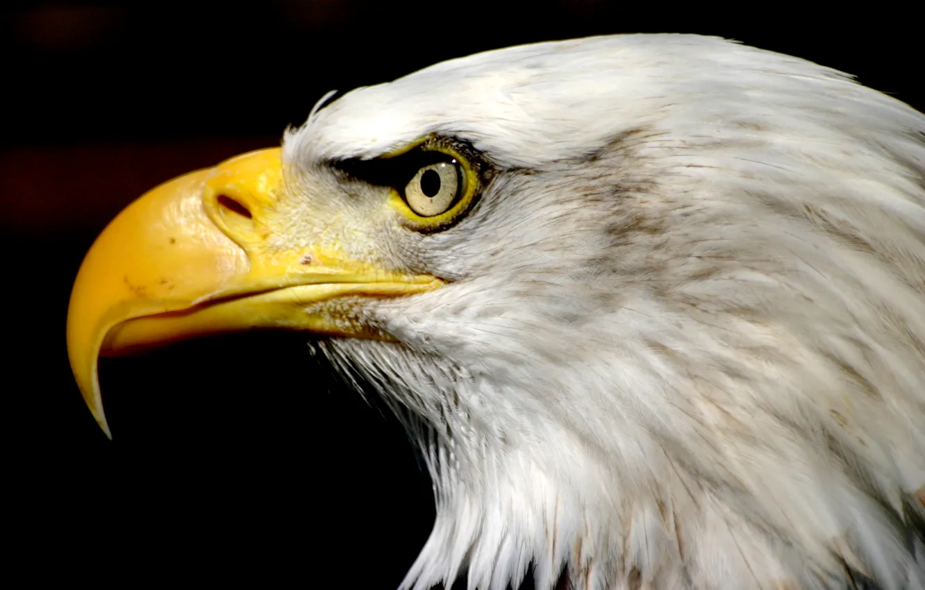 Photo wallpaper USA, Eagle, nature, bird, symbol