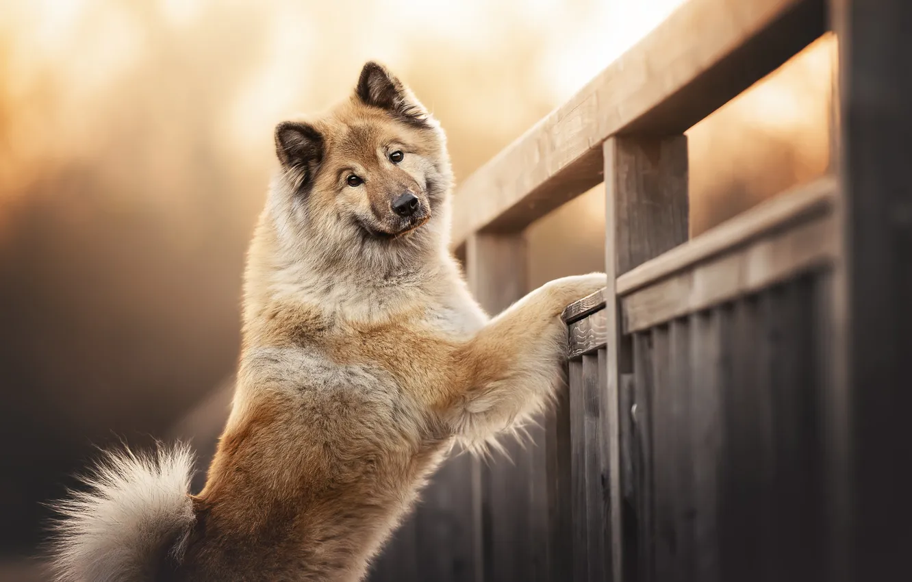 Photo wallpaper look, dog, The eurasier