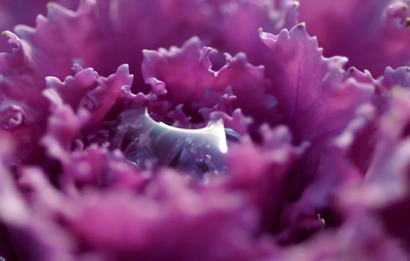 Photo wallpaper purple, drops, flowers, petals, carved