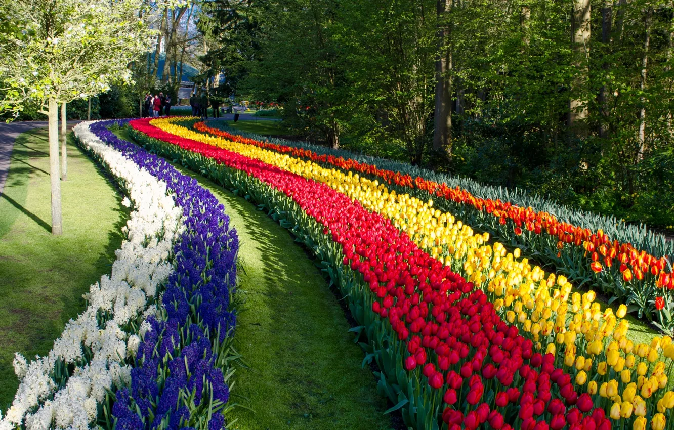 Photo wallpaper flowers, Park, tulips, Netherlands, Netherlands, Keukenhof, hyacinths, Keukenhof