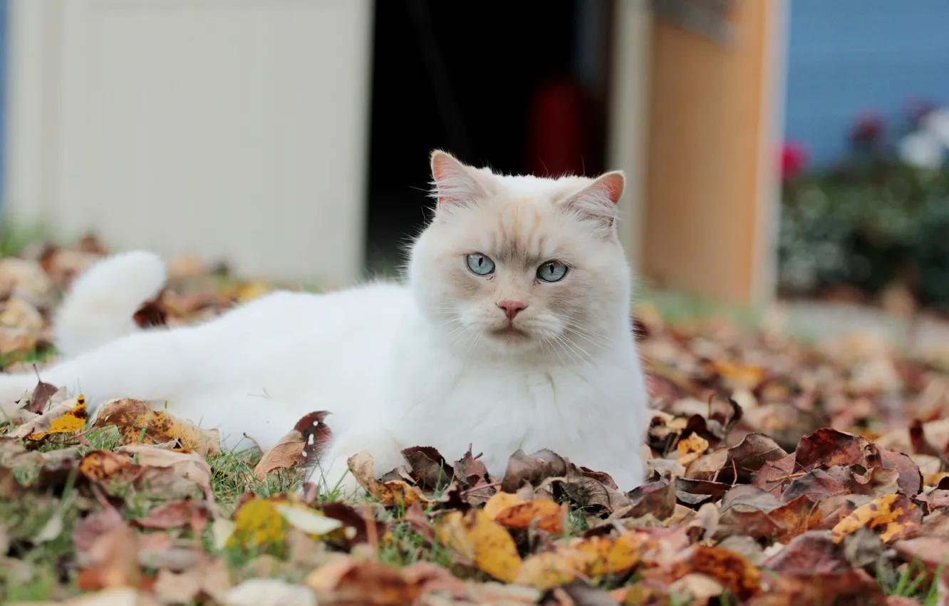 Photo wallpaper autumn, cat, cat, foliage