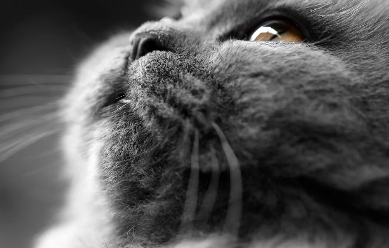 Photo wallpaper cat, cat, plush