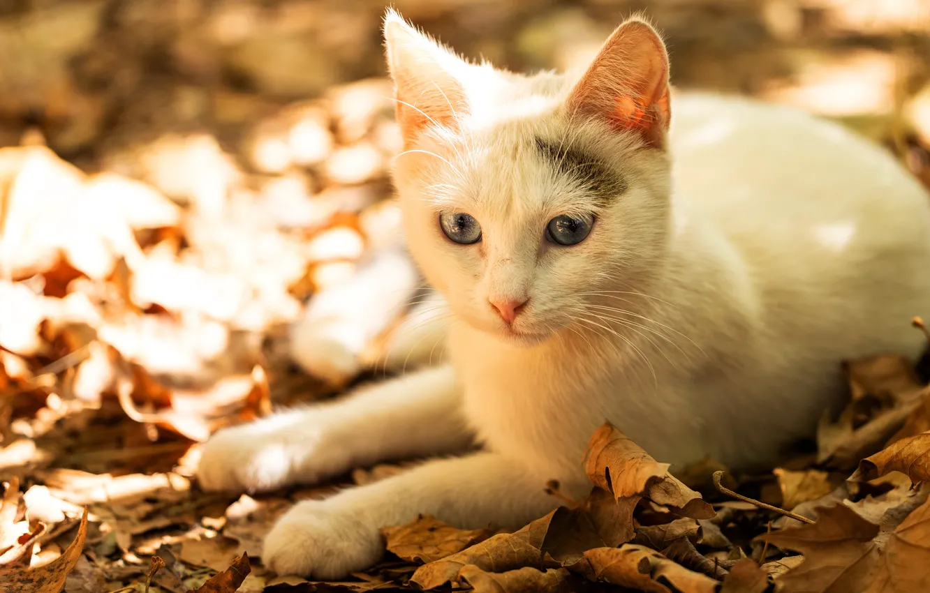 Photo wallpaper autumn, cat, white, cat, light, foliage, portrait, lies