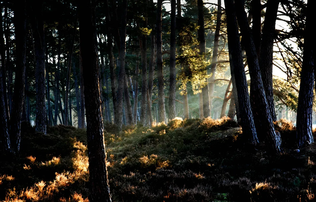 Photo wallpaper forest, the sun, light, nature