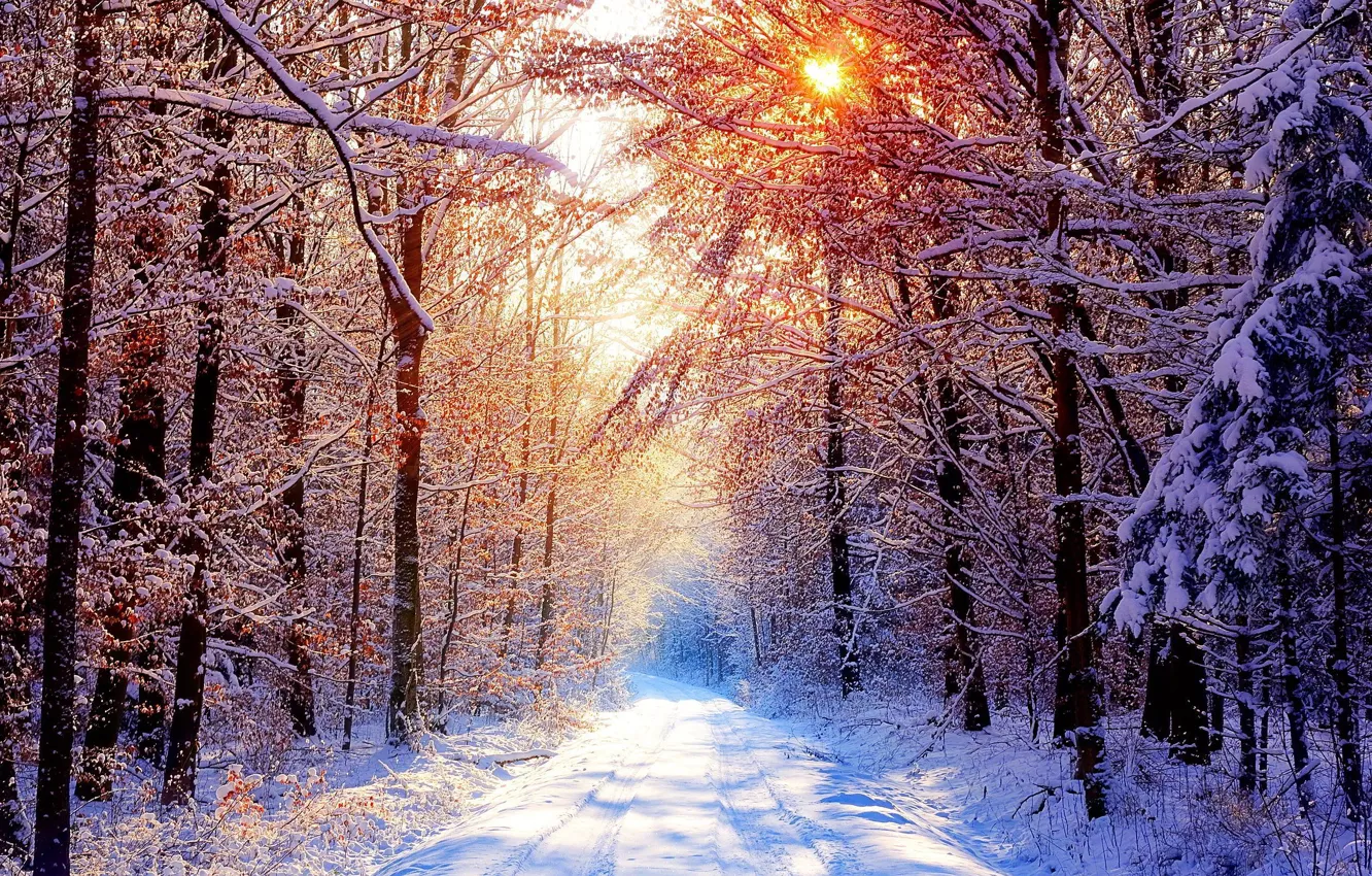 Photo wallpaper road, forest, snow, winter morning