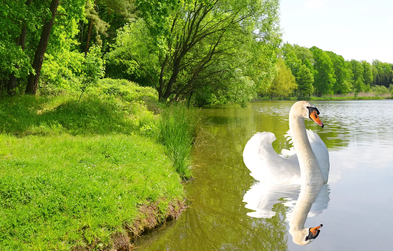 Photo wallpaper greens, white, summer, grass, the sun, trees, pond, Park