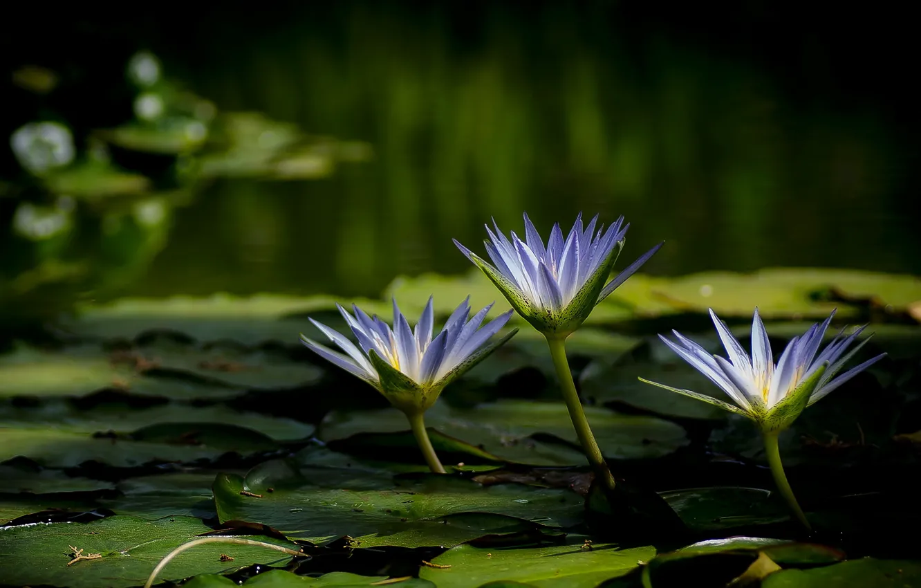 Photo wallpaper flowers, lake, Lily