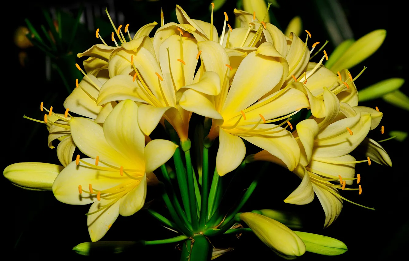 Photo wallpaper nature, Lily, petals