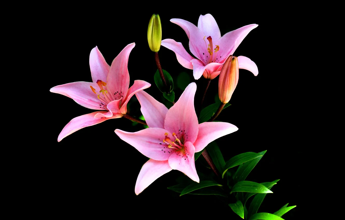 Photo wallpaper background, Lily, petals, stem, Bud
