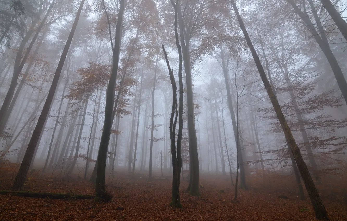 Photo wallpaper autumn, forest, trees, nature, fog, Niklas Hamisch