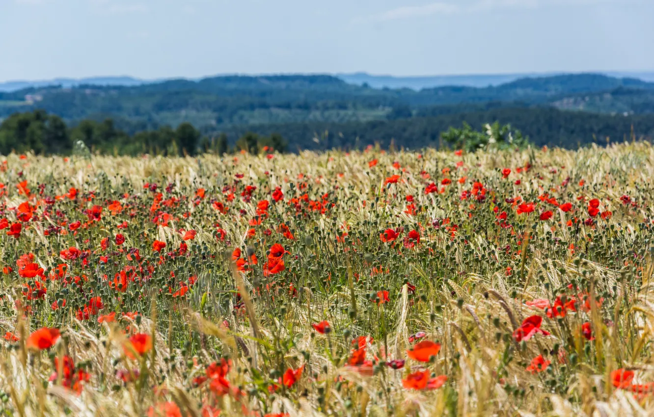 Photo wallpaper valley, countryside, wheat field, poppies, sunny, buds, farmland