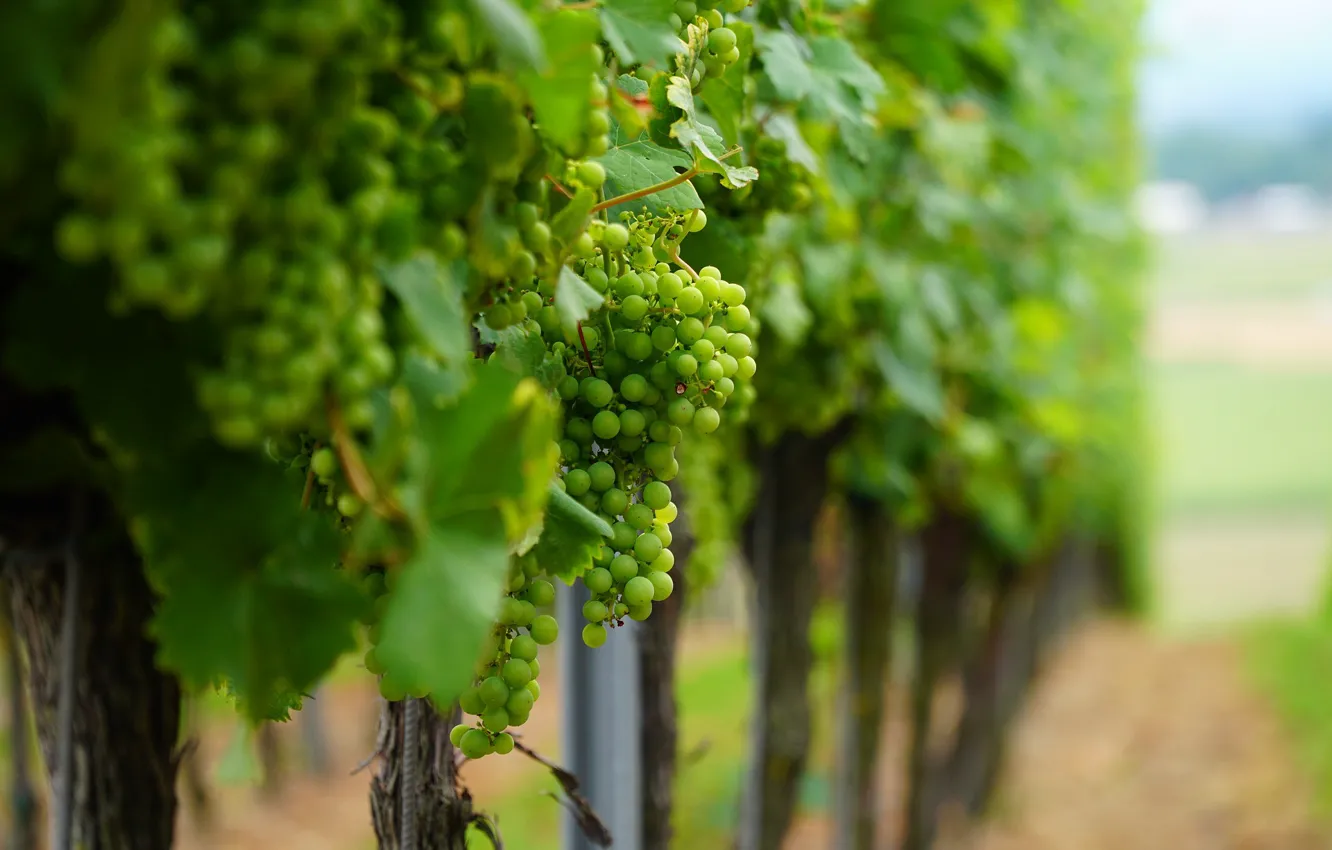 Photo wallpaper Nature, grapes, bunch, the vineyards