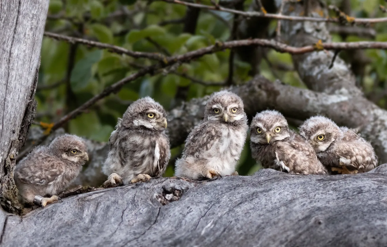 Photo wallpaper forest, look, trees, branches, owl, bird, Chicks, a lot