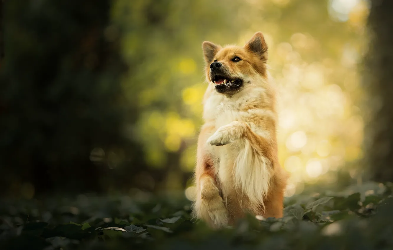 Photo wallpaper dog, paws, stand, bokeh, The eurasier