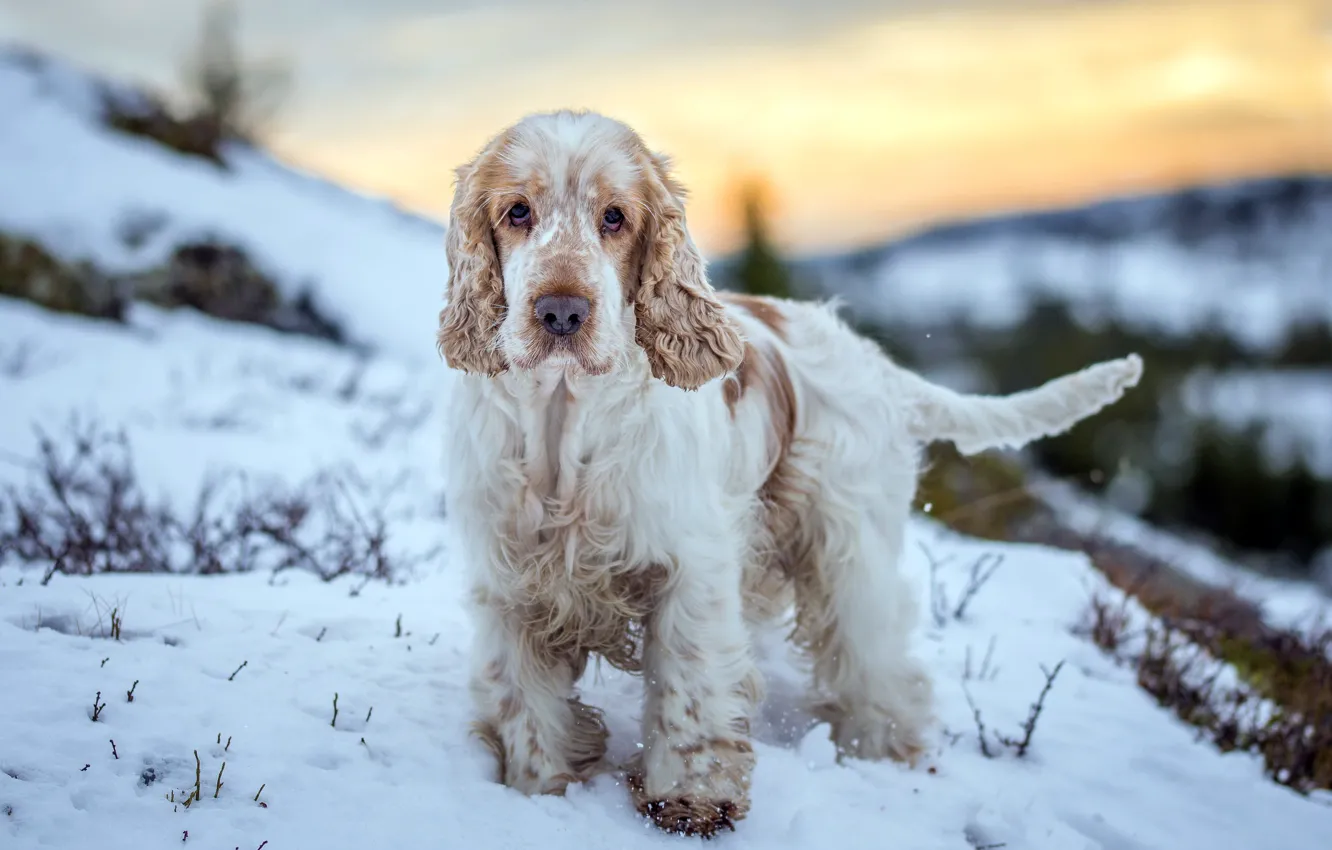 Photo wallpaper winter, look, each, dog