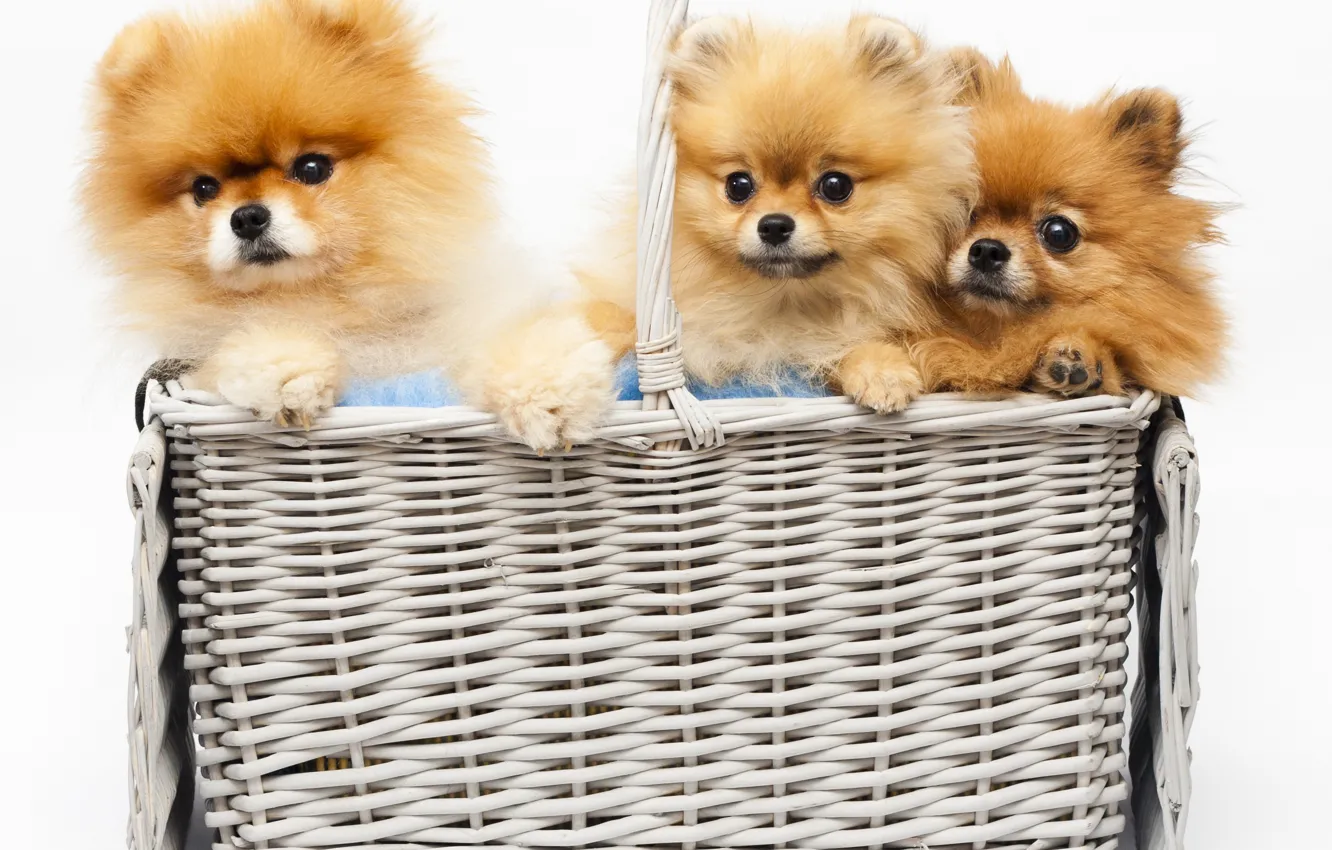 Photo wallpaper puppies, Basket, White background, Dogs, three, Spitz