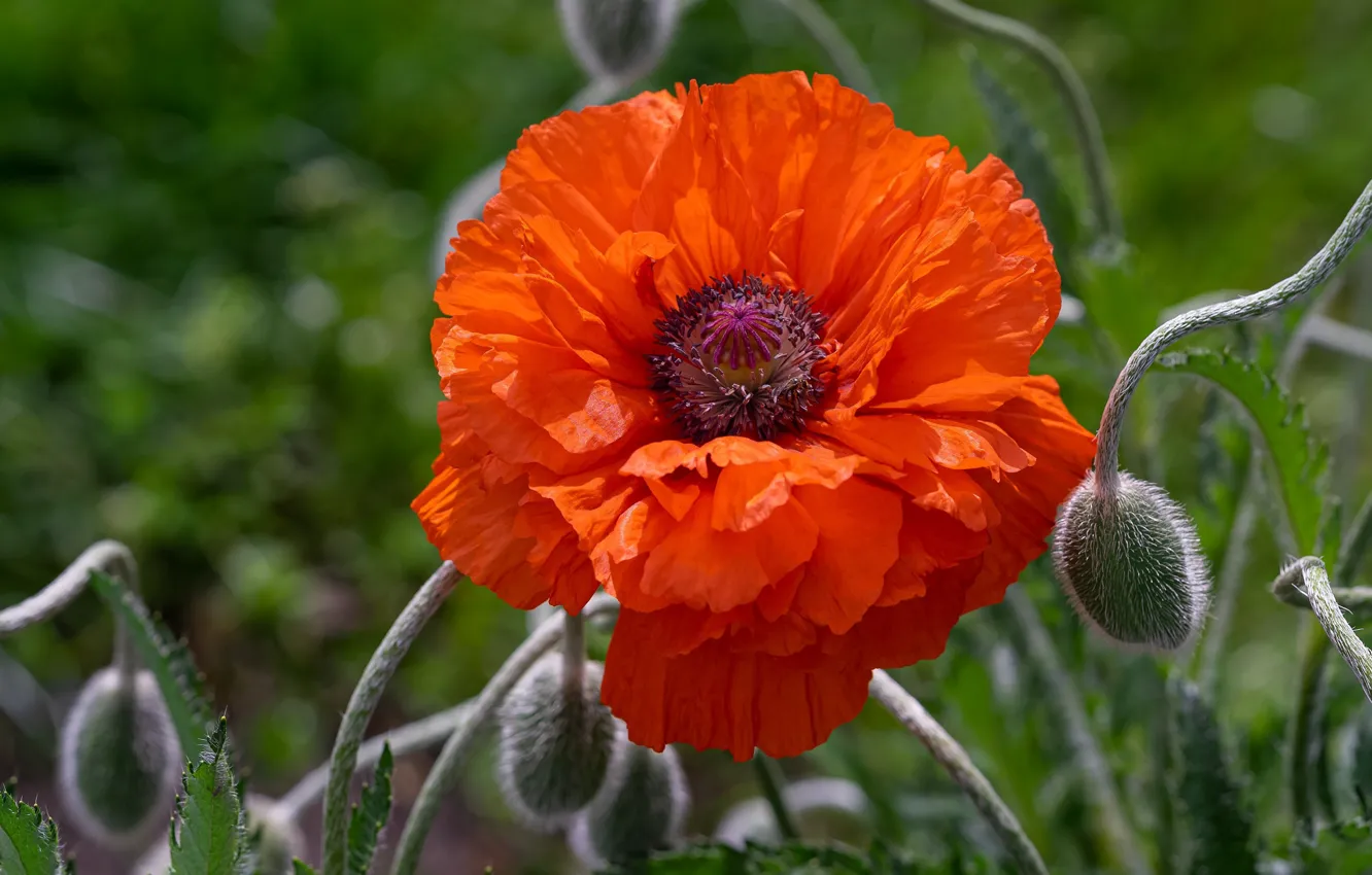 Photo wallpaper macro, flowers, red, Mac, Maki, buds, green background