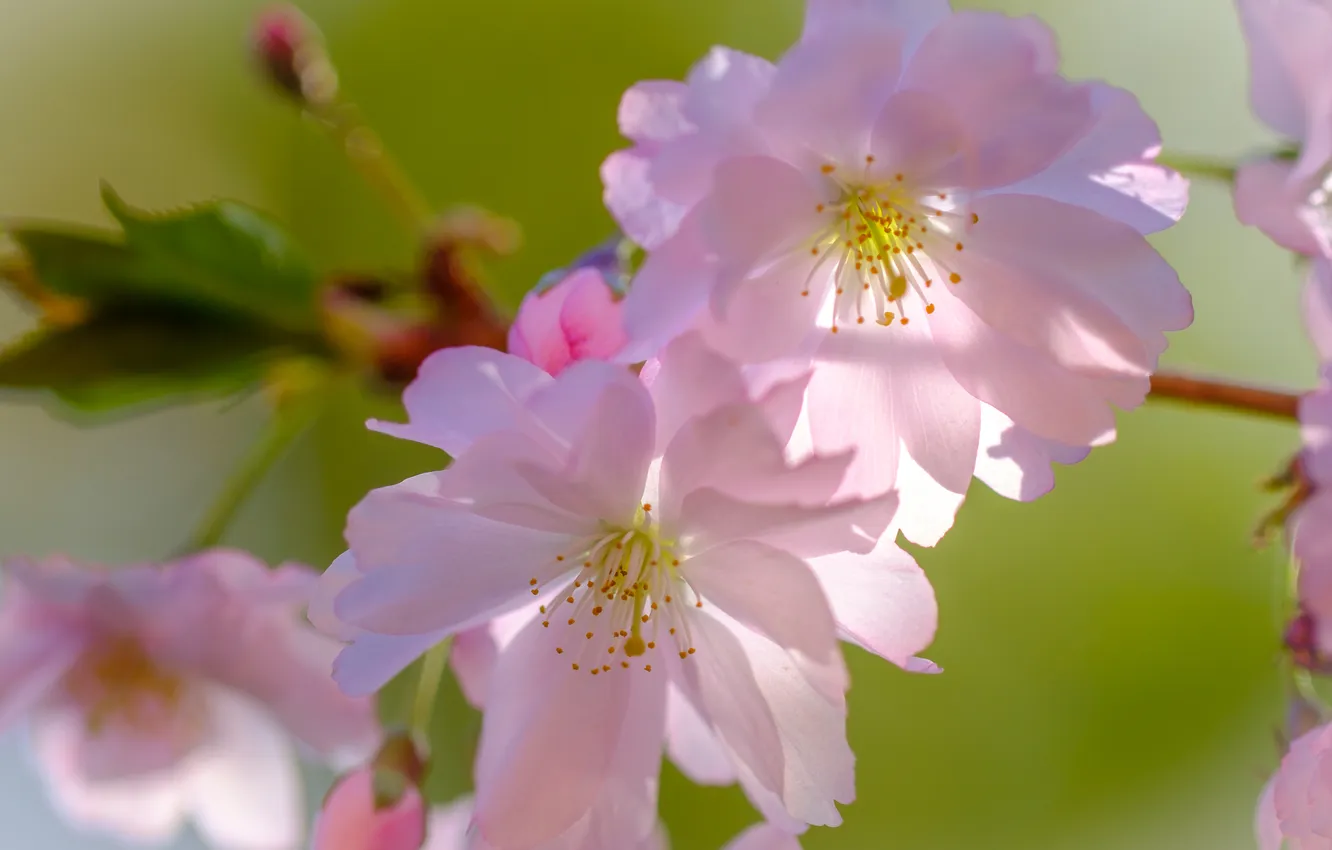 Photo wallpaper macro, light, flowers, branches, cherry, spring, petals, pink