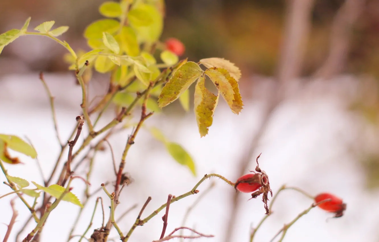 Photo wallpaper leaf, plant, twig