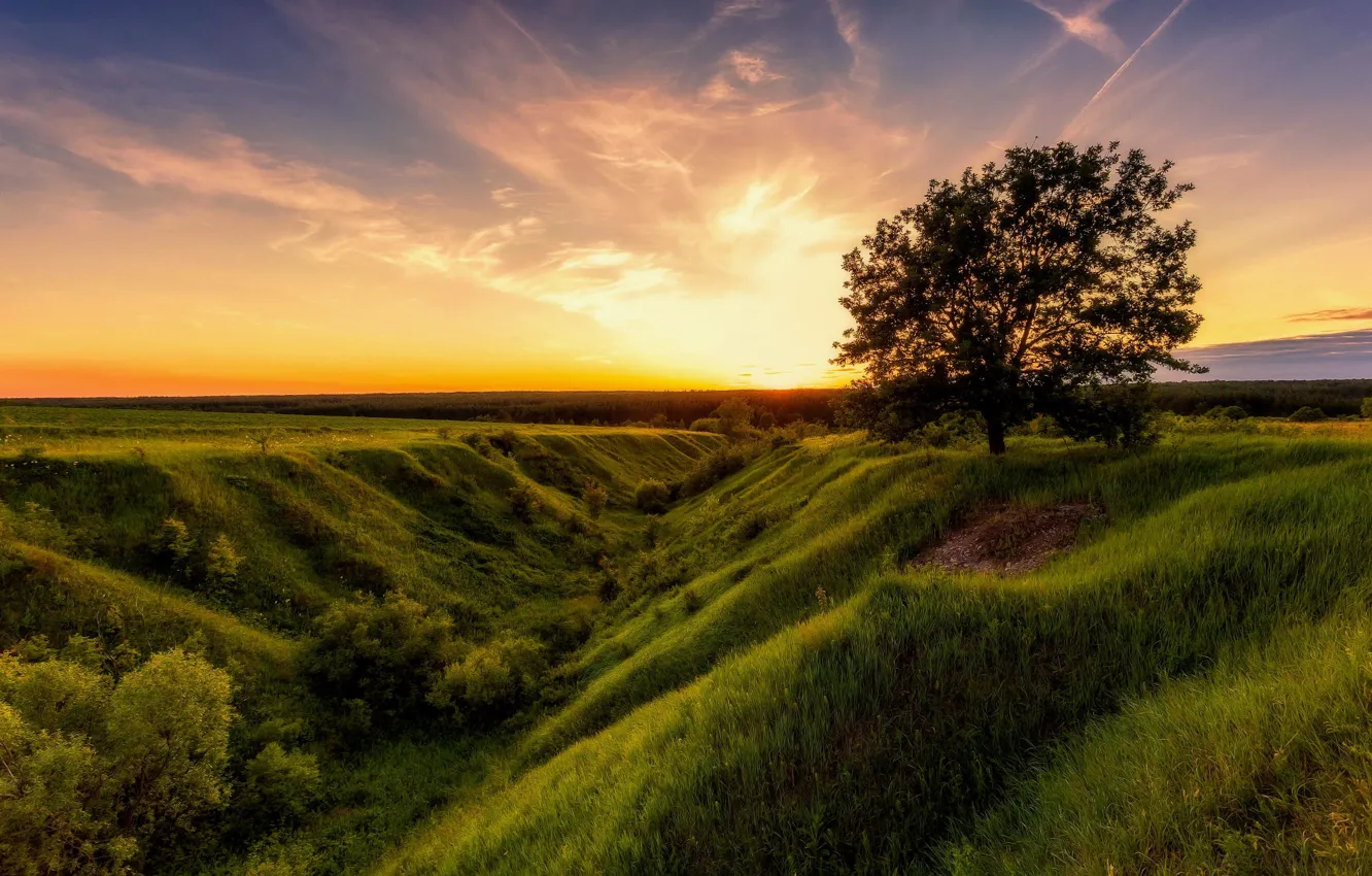 Photo wallpaper field, summer, the sky, nature, tree, dawn, Alexey Malygin