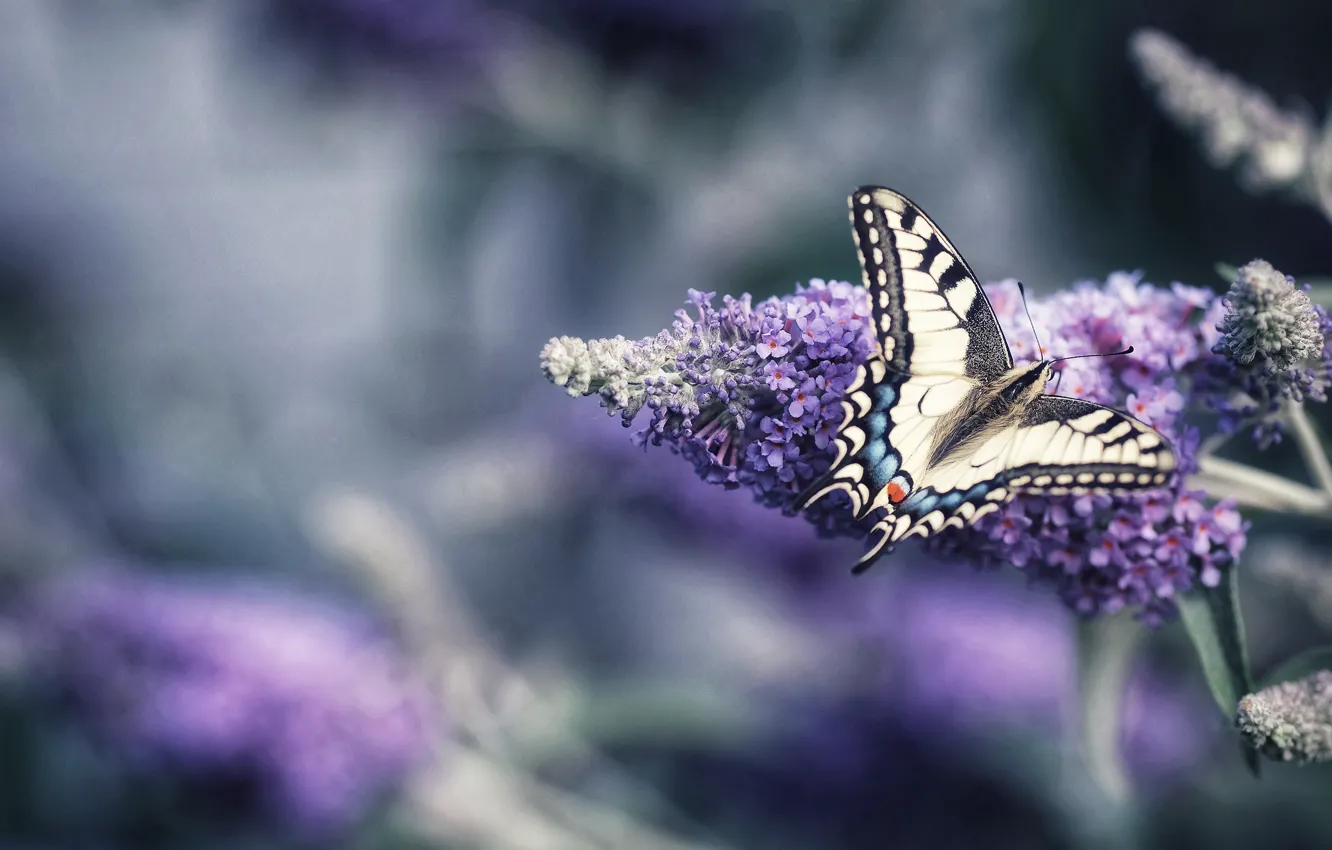 Photo wallpaper macro, flowers, butterfly, lilac, bokeh, swallowtail