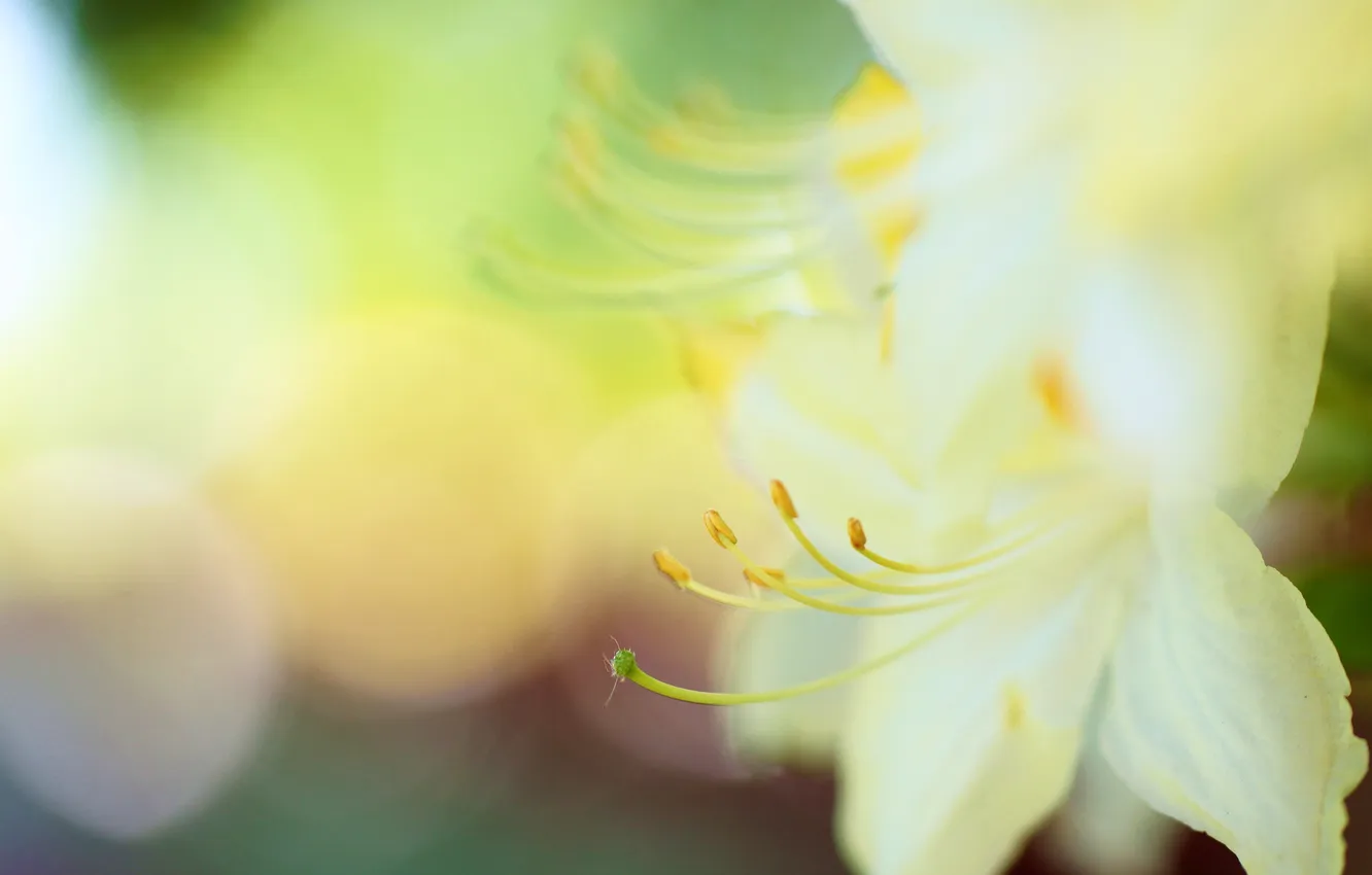 Photo wallpaper macro, flowers, bokeh, Azalea