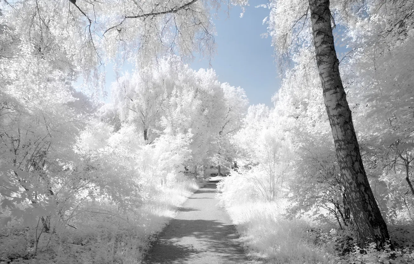 Photo wallpaper road, white, trees, myINQI (devArt)