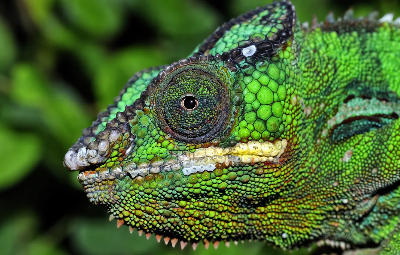 Photo wallpaper eyes, chameleon, color, head, reptile