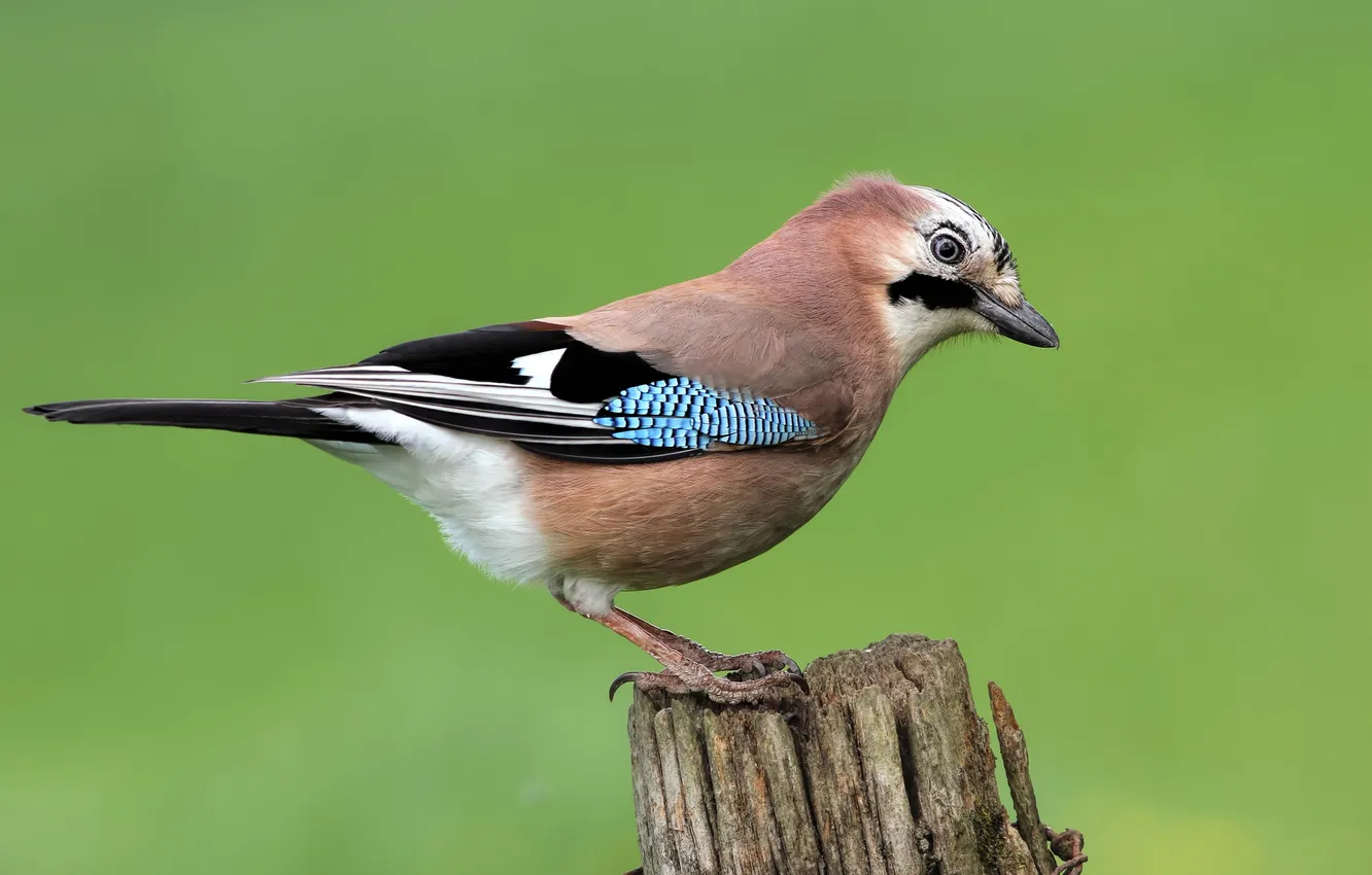 Photo wallpaper bird, beak, tail, Jay