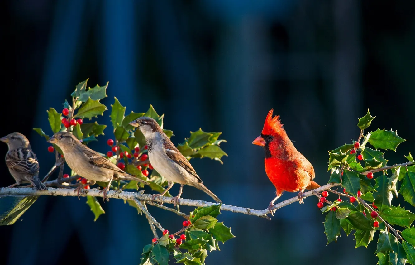 Photo wallpaper branch, bird, red, currants, angry birds, angry bird