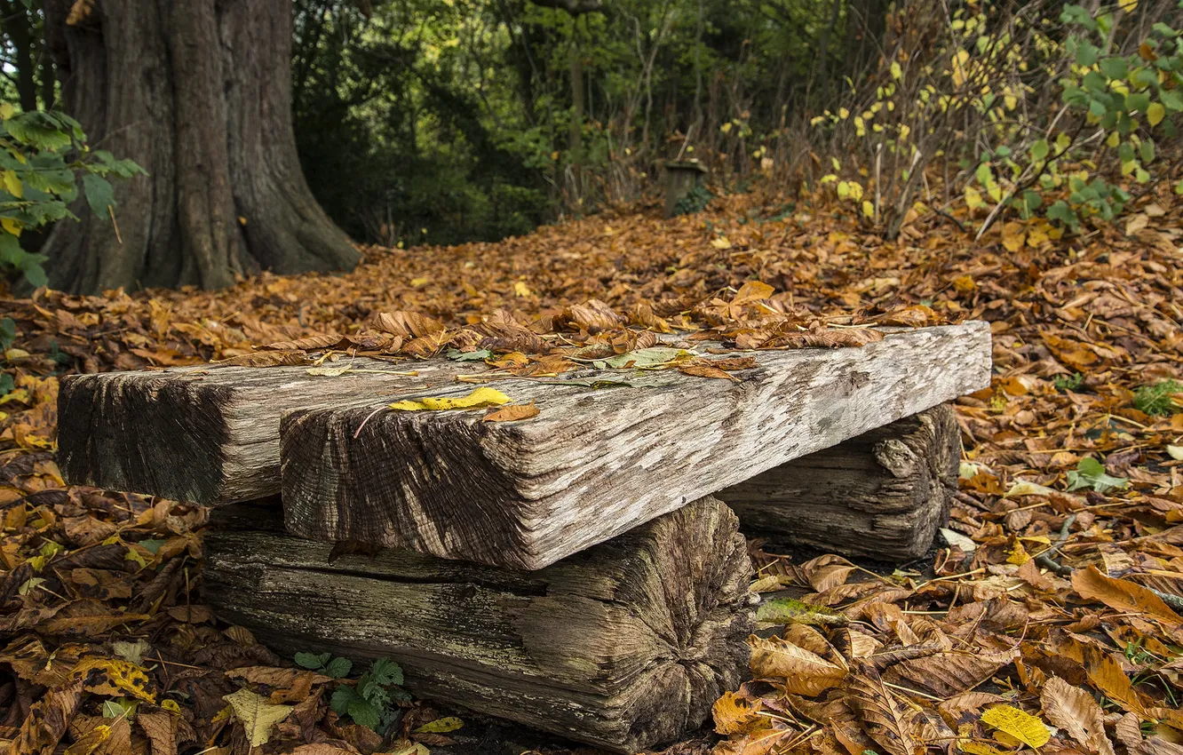Photo wallpaper autumn, leaves, bench