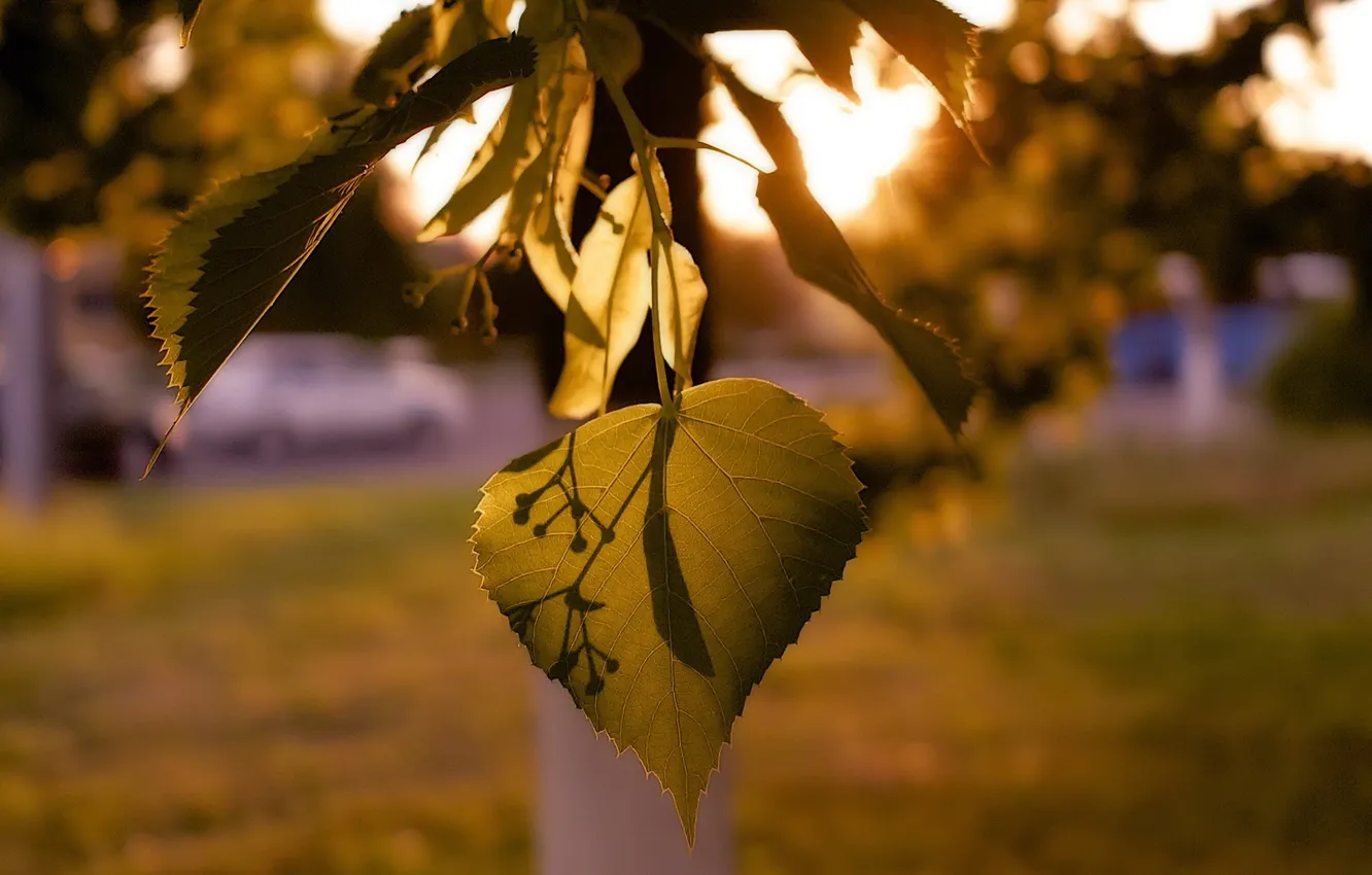 Photo wallpaper leaves, branches, seeds, Linden