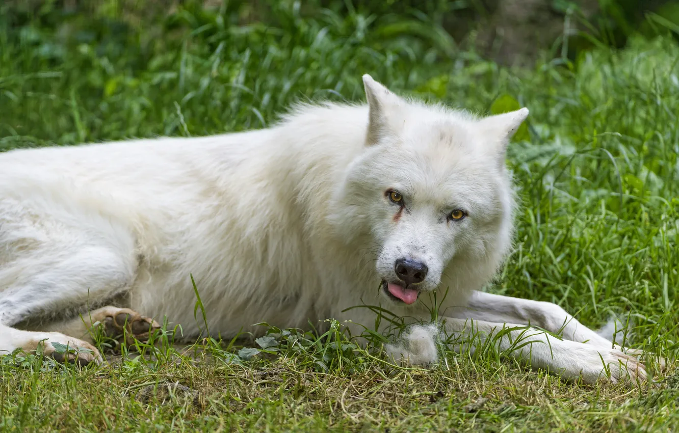 Photo wallpaper language, white, grass, look, wolf, ©Tambako The Jaguar