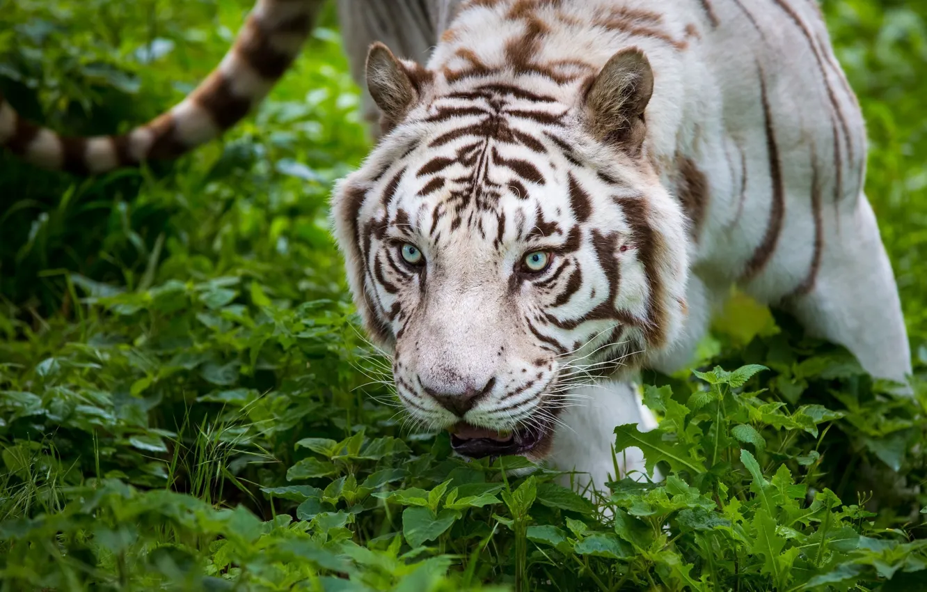 Photo wallpaper face, thickets, predator, white tiger, wild cat
