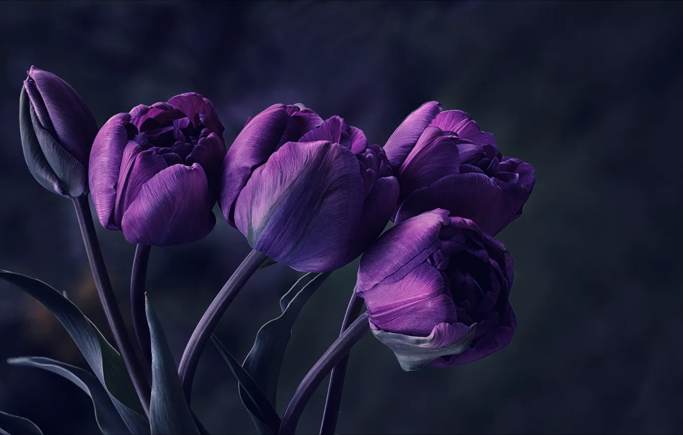 Photo wallpaper flowers, purple, tulips