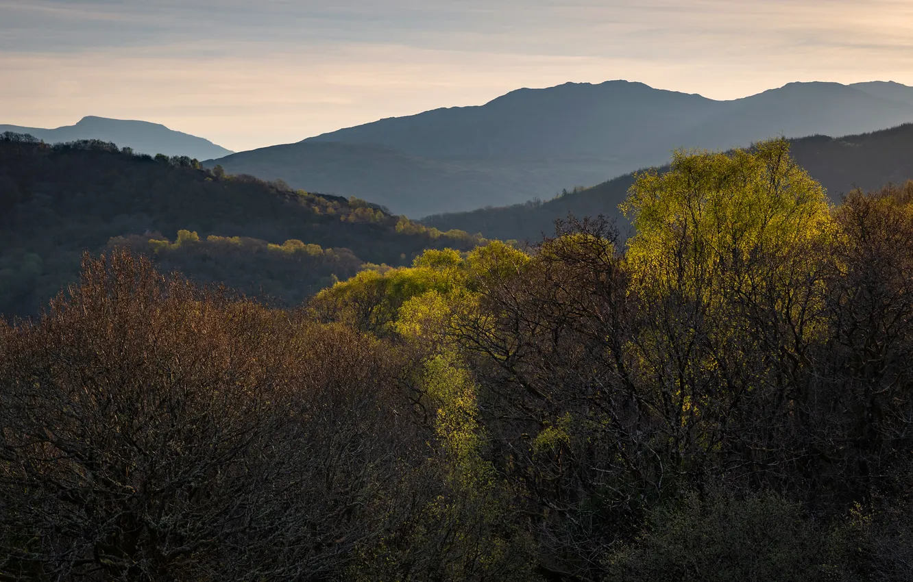 Photo wallpaper autumn, forest, trees, mountains, slope, shrub