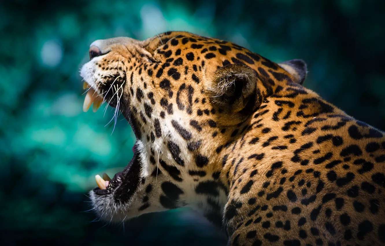 Photo wallpaper mouth, Jaguar, wild cat, yawns